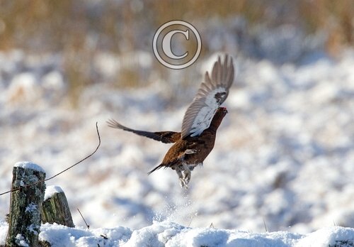 Red Grouse in the Snow
